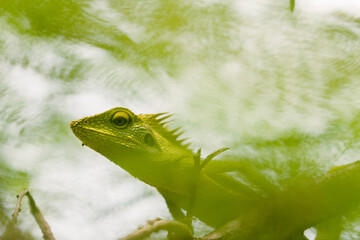 Maned Forest Lizard. Close up Green Lizard in the Branch  (Bronchocela jubata)
