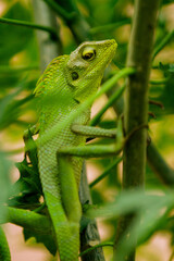 Maned Forest Lizard. Close up Green Lizard in the Branch  (Bronchocela jubata)