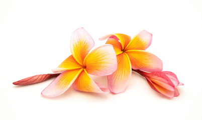 Beautiful frangipani plumeria flowers isolated