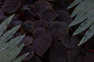 Beautiful dark tone leaves background