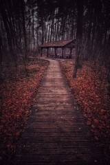 Leśna ścieżka w mrocznej odsłonie jesienią.