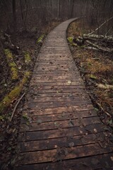 Ścieżka w Polskim parku narodowym.