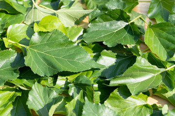 The leaves of mulberry on mulberry tree, Mulberry leaves food for silkworms raw materials for silk production.
