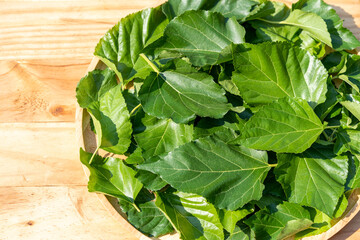 The leaves of mulberry on mulberry tree, Mulberry leaves food for silkworms raw materials for silk production.