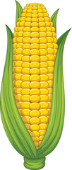 Sweet corn cob on white background