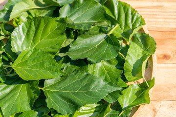 The leaves of mulberry on mulberry tree, Mulberry leaves food for silkworms raw materials for silk production.