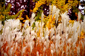 flower beds with ornamental grasses are attractive from autumn to winter and thanks to dry flowers...