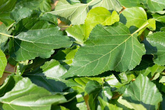 The leaves of mulberry on mulberry tree, Mulberry leaves food for silkworms raw materials for silk production.