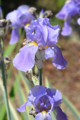 Variegated Dalmatian Iris