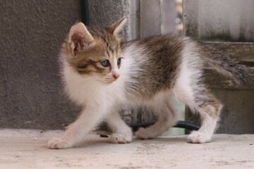 Small grey kitten in the garden