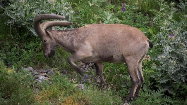 Wild goats (Capra aegagrus) are living in rocky mountains covered with caves and grasses.