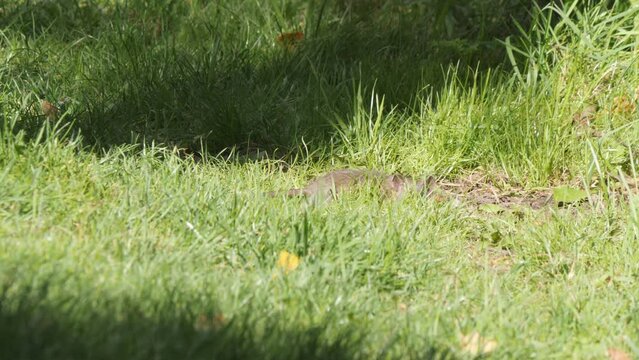 Curious Little Rat Smelling and Looking Around in Grass, Low Angle View