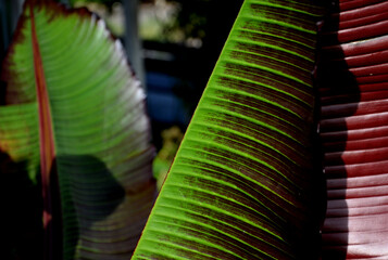  garden, botany  banana like leaf blades of up to 5 m tall by 1 m  wide, on the top varying from...