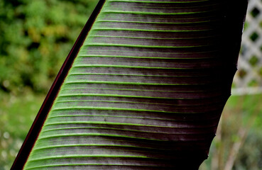  garden, botany  banana like leaf blades of up to 5 m tall by 1 m  wide, on the top varying from...