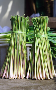 Bunch Of Cymbopogon Citratus