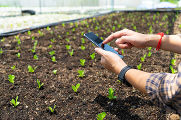 Farmer use the telephone to take a photo and collect data of nursery cos lettuces or romaine lettuce vegetables in the organic greenhouse farm with sunlight background.
