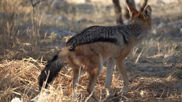 Silver-backed jackal pooping and spotted hyena sniffing in the Etosha National Park in Namibia, Africa.