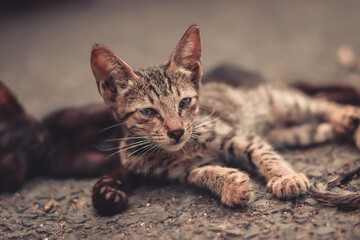Captured streat cat on trip 