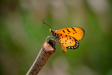 A little butterfly perched on a branch against a blurred background.