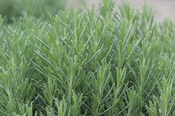 Lavandula angustifolia, formerly L. officinalis, is a flowering plant in the family Lamiaceae, native to the Mediterranean .
