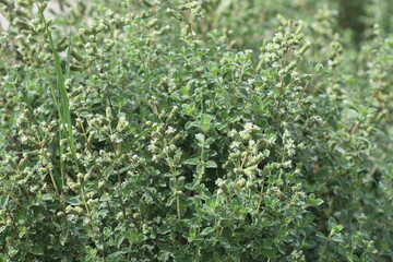 Origanum syriacum, also known as  Majorana syriaca, Origanum maru, bible hyssop, Biblical-hyssop,...