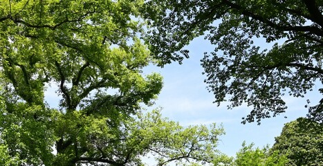 自然のなかでリラックス
