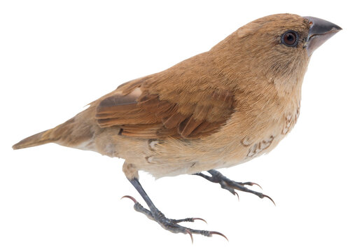 House Sparrow against isolated