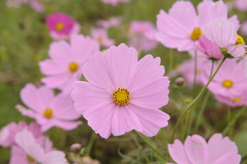 Fototapeta premium コスモス