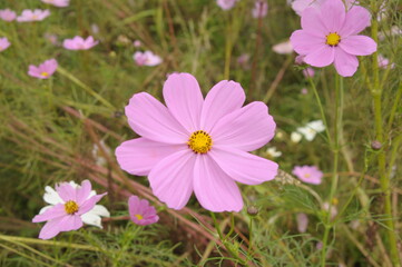Fototapeta premium コスモス