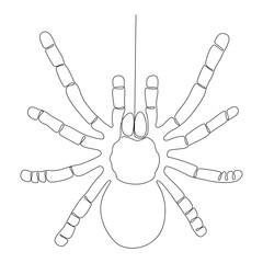 Fototapeta premium One continuous line of spider. Thin Line Illustration vector concept. Contour Drawing Creative ideas.