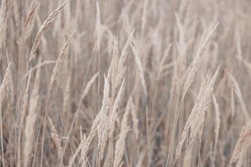 Pampas grass in autumn. Natural background. Dry beige reed. Pastel neutral colors and earth tones. Banner. Selective focus.