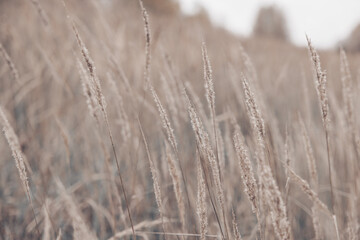 Pampas grass in autumn. Natural background. Dry beige reed. Pastel neutral colors and earth tones. Banner. Selective focus.