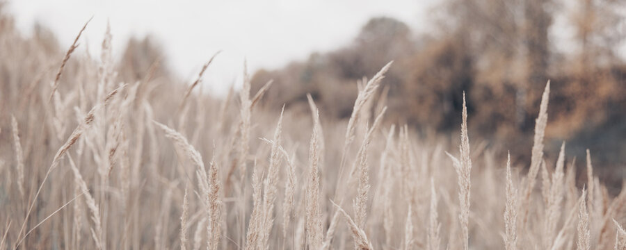 Pampas grass in autumn. Natural background. Dry beige reed. Pastel neutral colors and earth tones. Banner. Selective focus.