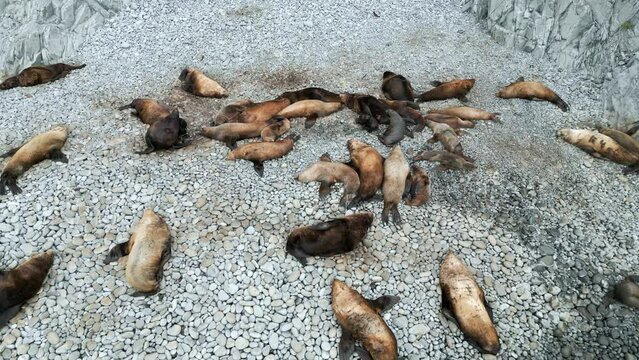 Sea lions and seals of Kamchatka. Kamchatka Peninsula, Russia