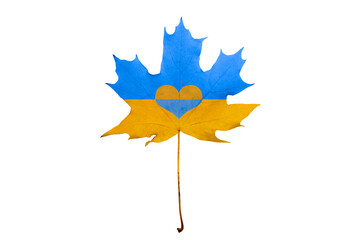 Maple leaf yellow and blue on a white background. A heart is drawn on a maple leaf. National symbols of Ukraine. Close-up. State flag of Ukraine. Stand with Ukraine
