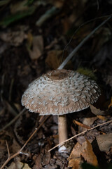 Forêt d'Automne et champignons sauvages
