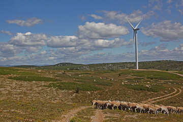éolienne énergie verte troupeau brebis élevage écologie énergie  renouvelable décarbonée vent élevage extensif nature causse calcaire Languedoc Occitanie éolienne Villeveyrac  Hérault environnement 