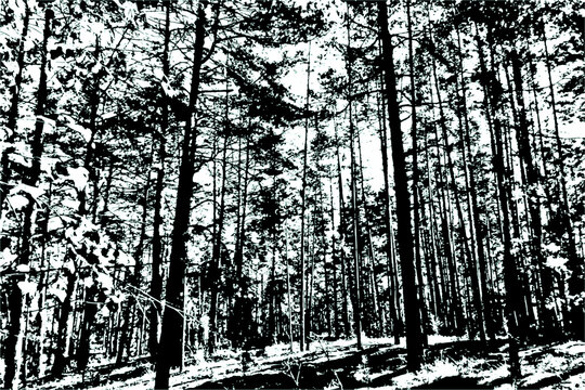 Grunge texture of an image of a pine forest. Black and white image of pine trees in the forest. Vector illustration. Overlay template.