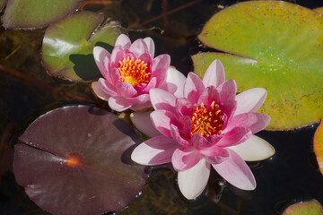 idyllic autumnal scene with pink water lilies and beautiful colored leaves