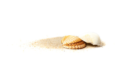 Seashells in Sand Pile Isolated