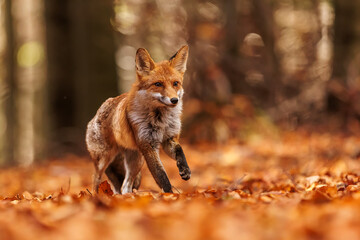 male red fox (Vulpes vulpes) running through the orange leaves in the beech forest