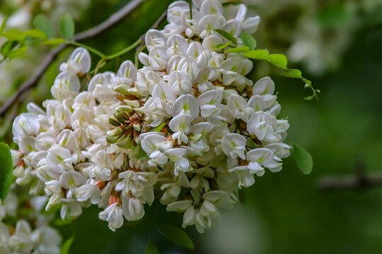 Closeup shot of the white flowers of a black locust tree