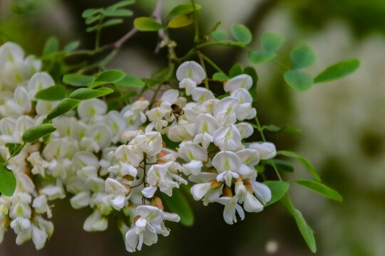 Closeup shot of the white flowers of a black locust tree with a bee collecting nectar