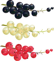 branches of red currant, black currant, white currant