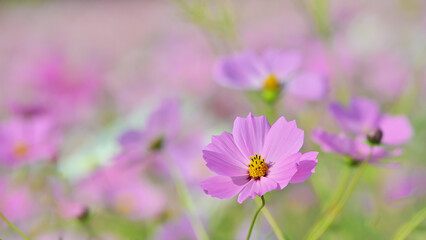 Fototapeta premium コスモスの花（Cosmos flower）