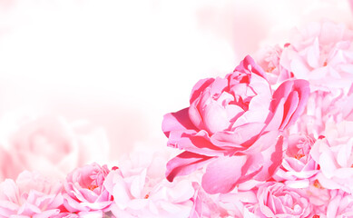 Horizontal banner with roses of pink color on blurred background. Copy space for text. Mock up template