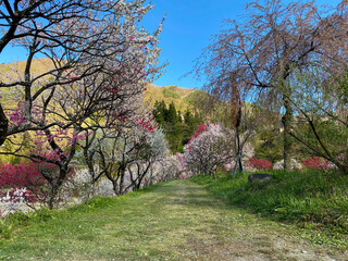 花桃の里
