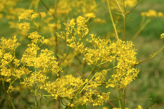 オミナエシ の画像 786 件の Stock 写真 ベクターおよびビデオ Adobe Stock オミナエシ の画像 786 件の Stock 写真 ベクターおよびビデオ Adobe Stock