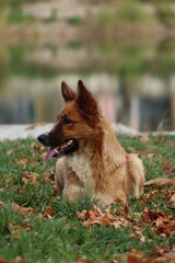 fair-haired corgi or fox-like dog in the park