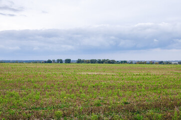 Fototapeta na wymiar Empty field after harvesting wheat in autumn.